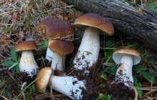 Нужно ли мыть грибы, или они станут после этого влажными, как кухонная губка