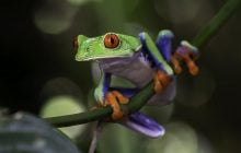 Лягушки научились "выращивать" на коже бактерии, которые защищают их от грибка