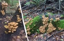 Недалеко от Луцка грибники нашли настоящее "месторождение" опят (фото)