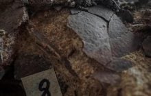 Скам'янілі 150 мільйонів років тому яйця знайшли в незвичайному місці