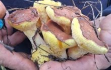 В українських лісах почали знаходити маслюків-мутантів (фото)