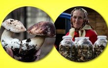 Как правильно сушить грибы и сколько лет их можно хранить – эксперты
