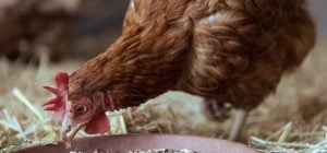 Куры несут много яиц с прочной скорлупой: какие кухонные отходы всыпать в корм