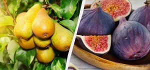 Експертка назвала 5 фруктових дерев, які легше вирощувати, ніж персики