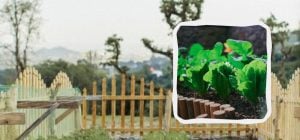 У вересні можна посадити 4 види овочів та зелені: до зими встигнете зібрати врожай