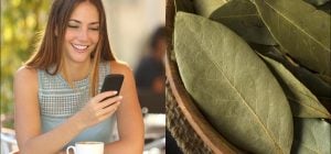 Навіщо всі кладуть лавровий лист під чохол телефону: ось що він має привернути