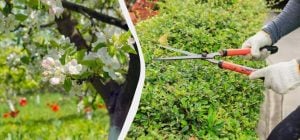 Больше не обрезаю эти кусты и деревья в сентябре - урожая в 2 раза больше: что не трогаю