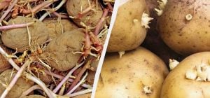 Картофель не прорастет до весны: что нужно сделать с клубнями уже сейчас