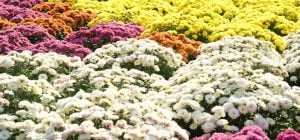 Хризантеми будуть цвісти пишніше: що потрібно зробити з ними у вересні