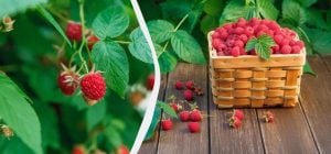 Я роблю це з малиною щоосені: наступного сезону гілки гнуться під вагою ягід