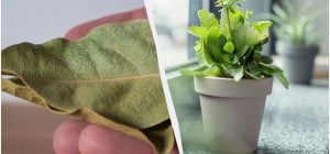 Зачем класть лавровый лист в горшки: хитрый трюк, который спасет растения