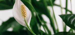 Що робити зі спатифілумом у вересні: важливі моменти, які легко пропустити