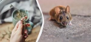 Пастки на мишей не ставлю – кладу дві сухі гілочки прямо в льох: гризунів немає роками
