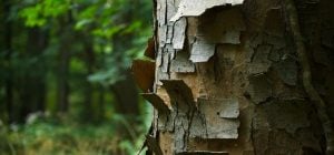 Кора на дереві почала лущитися: експерти пояснили, коли варто хвилюватися