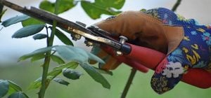 Когда обрезать розы осенью в зависимости от сорта: эксперты дали совет