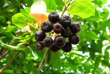 На Полесье созревает редкая чёрная ягода с необычным вкусом