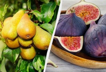 Експертка назвала 5 фруктових дерев, які легше вирощувати, ніж персики