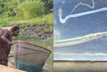 В Папуа-Новой Гвинее поймали рыбу, которую ученые не видели уже более 40 лет