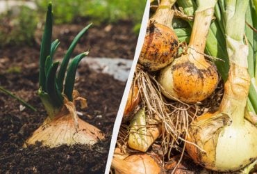 Коли садити озиму цибулю в Україні: 8 золотих днів 2026 року за Місяцем