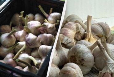 Чеснок в чулках - прошлый век: как его правильно хранить до весны