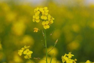 Які сидерати посіяти у вересні: що підійде після картоплі та помідорів