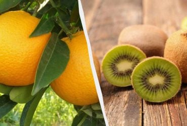 9 фруктов с самым высоким содержанием кальция для крепких костей и зубов