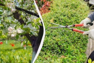 Більше не обрізаю ці кущі та дерева у вересні – урожай удвічі більший: що не чіпаю