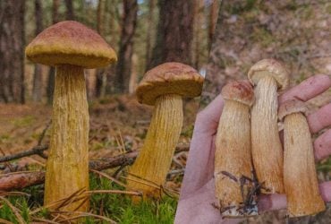 На Волыни обнаружили необычный гриб из Северной Америки: как он мог попасть в Украину