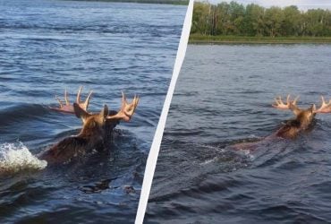 В Чернобыльской зоне заметили переплывающего Припять лося (фото)
