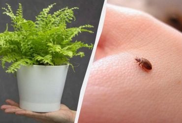 Комнатные растения могут стать укрытием для клопов: какие вазоны стоит проверить