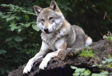 Вовк Короткий Хвіст оселився в Карпатах: його зграя зайняла 250 квадратних кілометрів