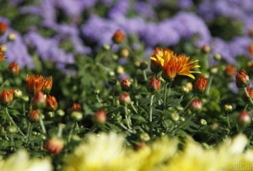 Синоптикиня Діденко назвала області, де 16 вересня розігріє аж до +26°