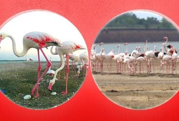 Фламінго щороку повертаються на Одещину, але обстріли змушують їх кидати гнізда, - еколог