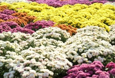 Хризантеми будуть цвісти пишніше: що потрібно зробити з ними у вересні