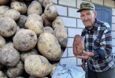 Гигантский картофель: на Волыни фермер выкопал клубень весом более 1,2 кг