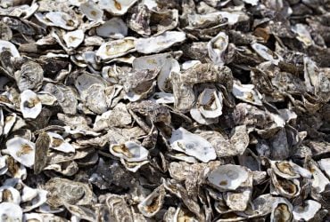 С 2007 года в море сбросили 500 тысяч тонн ракушек: в воде начались удивительные изменения