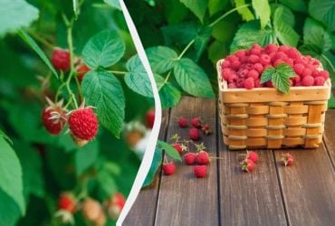 Я роблю це з малиною щоосені: наступного сезону гілки гнуться під вагою ягід