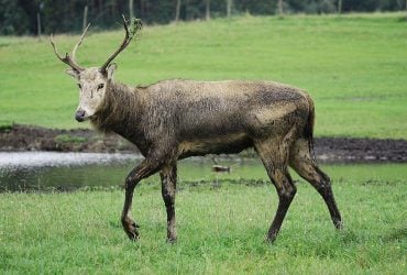 Один нещасний випадок радикально змінив долю цілого виду тварин в Китаї
