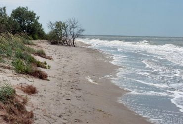 Азовское море стало рекордно соленым: какие виды рыбы начали с него исчезать