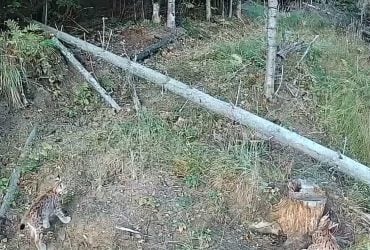 Неожиданные гости: в Закарпатье заметили сразу нескольких редких хищников (фото)