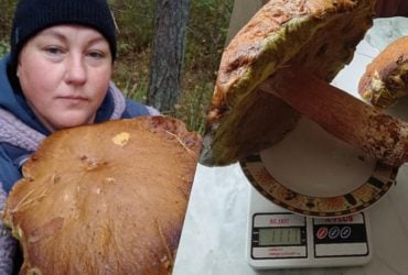 Волинянка знайшла десять грибів-велетнів, один з трофеїв важив понад кілограм