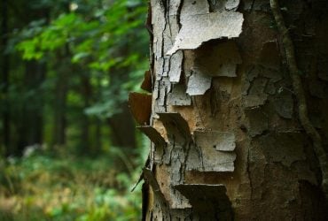 Кора на дереві почала лущитися: експерти пояснили, коли варто хвилюватися
