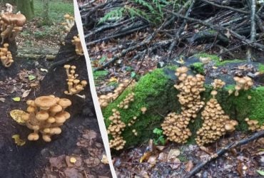 Недалеко от Луцка грибники нашли настоящее "месторождение" опят (фото)