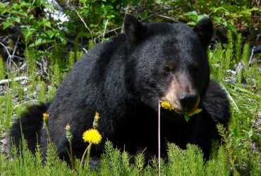 Вчені передивилися тисячі годин відео з ведмедями: їхнє відкриття виявилося тривожним