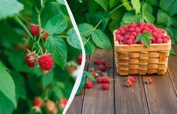 Я роблю це з малиною щоосені: наступного сезону гілки гнуться під вагою ягід
