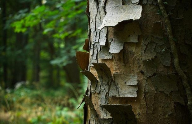 Кора на дереві почала лущитися: експерти пояснили, коли варто хвилюватися