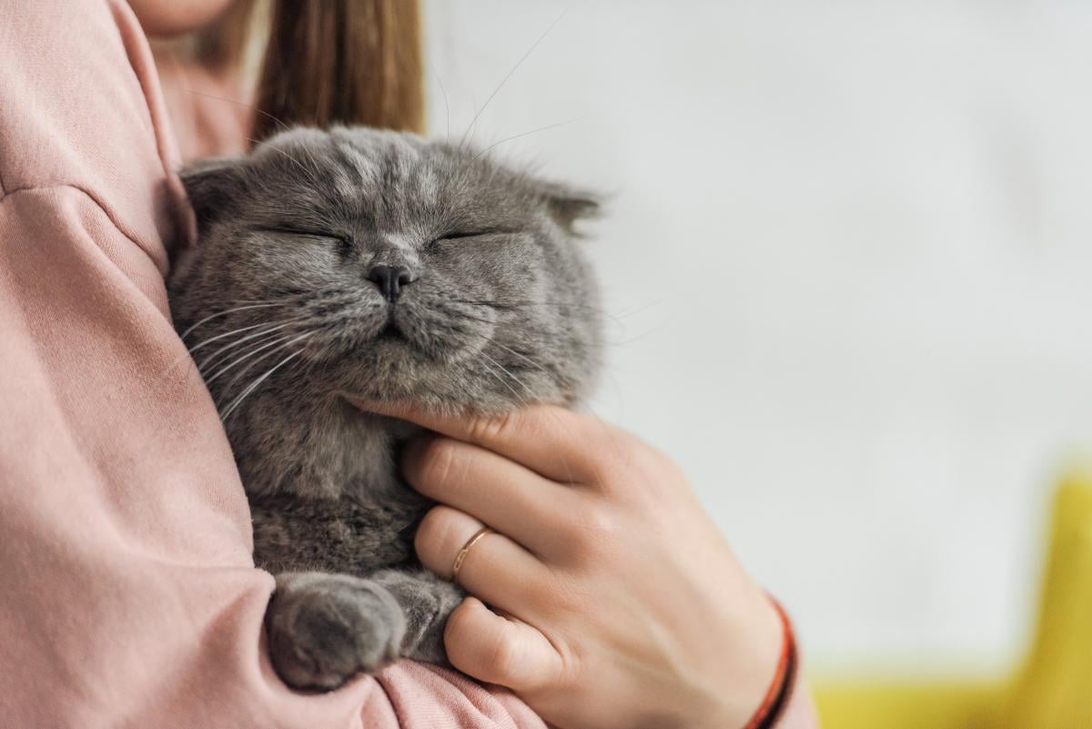 Кот воспринимает вас как своих родителей: одна привычка прямо указывает на это Кот воспринимает вас как своих родителей: одна привычка прямо указывает на это