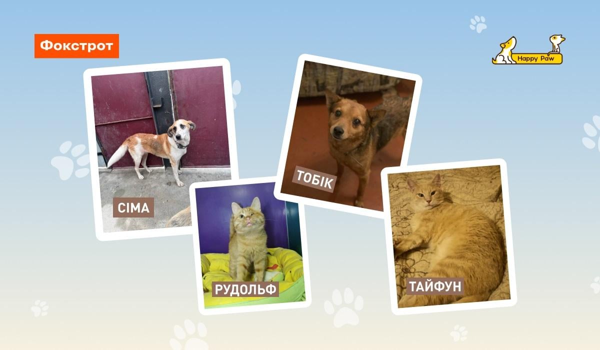 'Ф-підтримка лікує': Фокстрот і Happy Paw запустили новий етап допомоги безхатнім тваринам