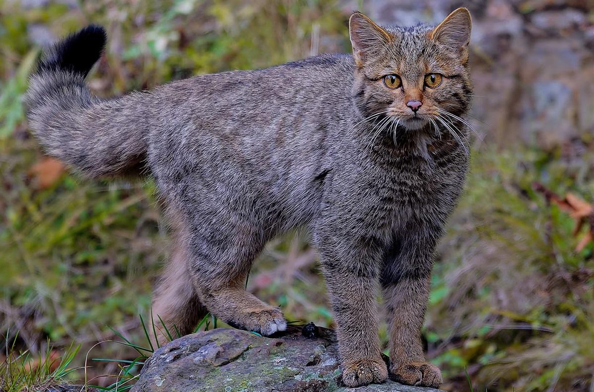 У Карпатах біля води помітили молодого лісового кота (фото)