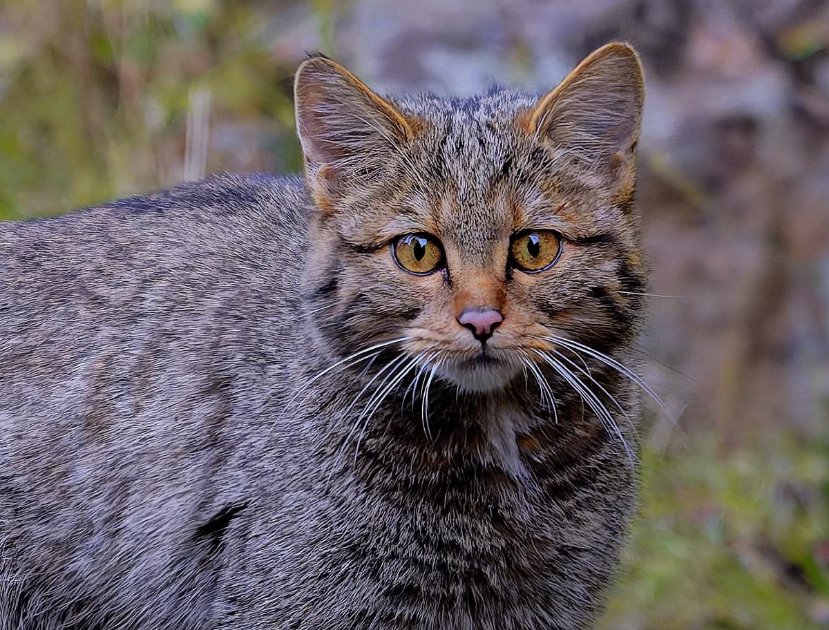 У Карпатах біля води помітили молодого лісового кота (фото)